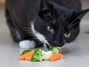 Необходимый рацион питания для кошек