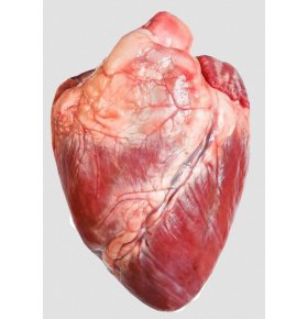 Свиное сердце охлажденное кг