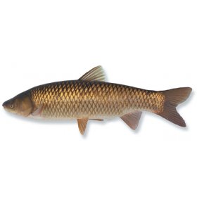 Рыба Амур живой 1-2 кг вес