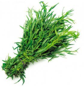 Тархун, кг, Зелень, Салаты, пряные Травы, доставка, лучшие цены -  Produktoff