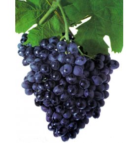 Виноград черный с косточкой 1 кг