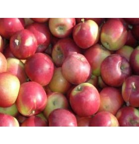 Яблоки мантуан кг